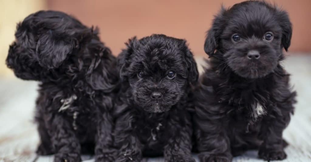 Tre cuccioli neri di cacca di Yorkie