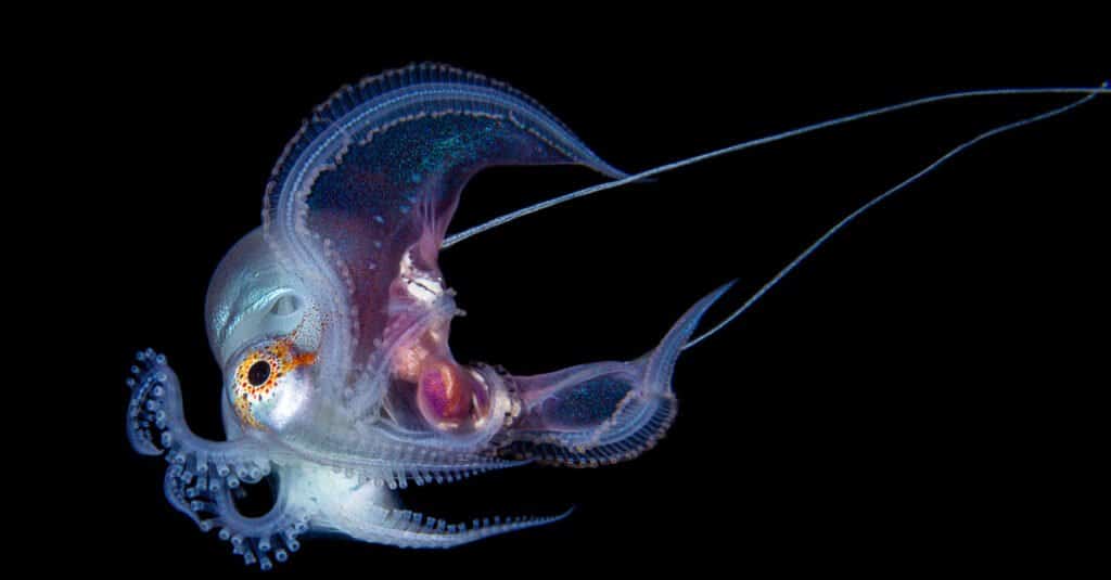 Attraverso la selezione sessuale, le caratteristiche di una femmina più grande e di un maschio più piccolo si sono evolute in modo così drammatico che i polpi coperti maschili sono considerati animali nani.