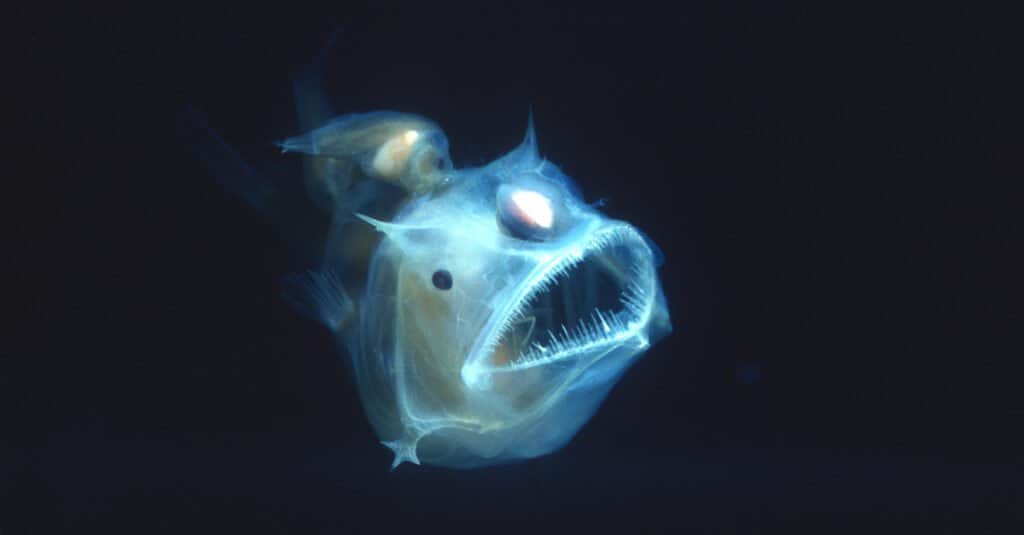 rana pescatrice incandescente in acque scure