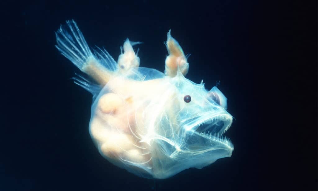 Rana pescatrice - Femmina con maschio attaccato