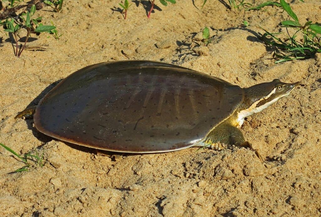 Softshell liscio Midland