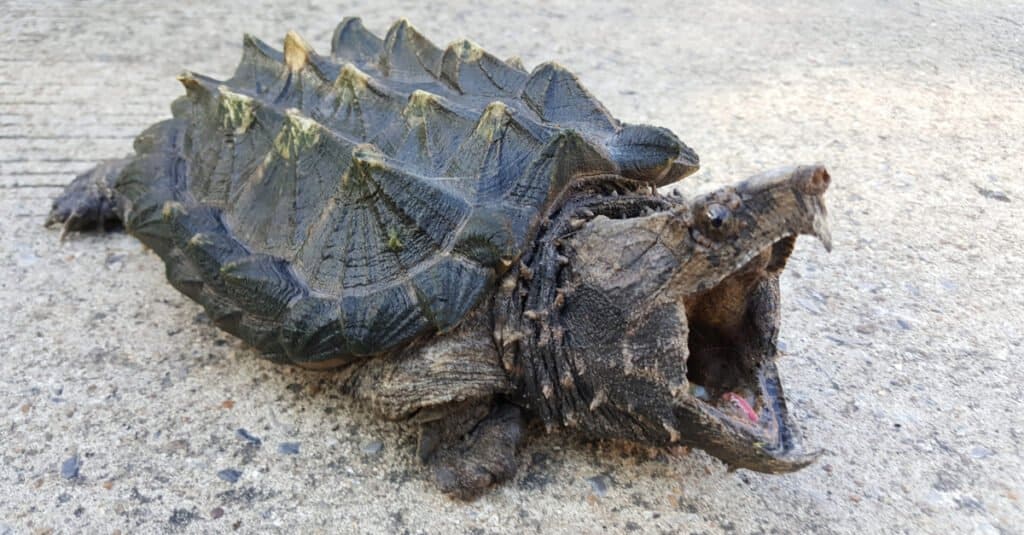 Tartaruga azzannatrice alligatore