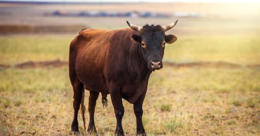 manzo contro toro