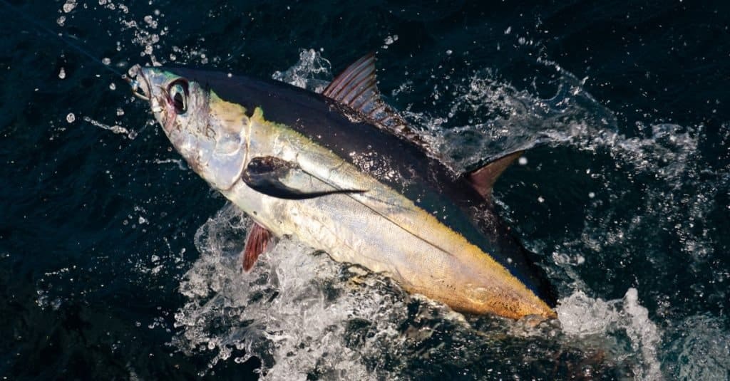 Tonno Skipjack vs Tonno Albacore