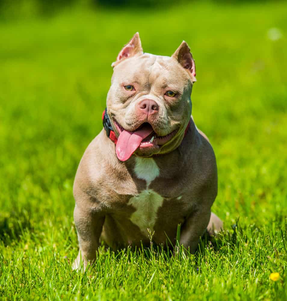 Cucciolo di cane American Bully