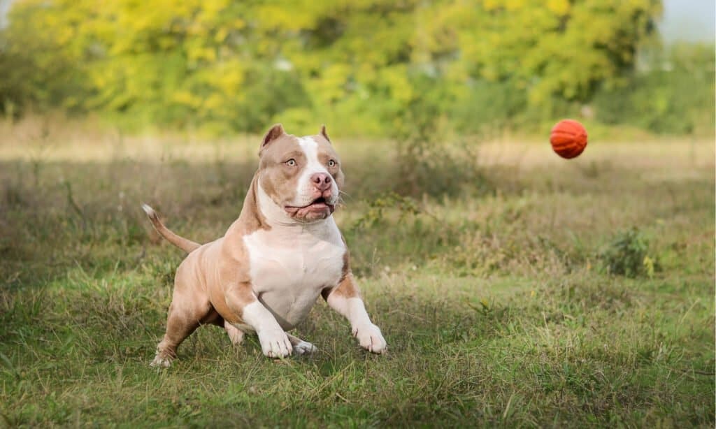 bullo americano 