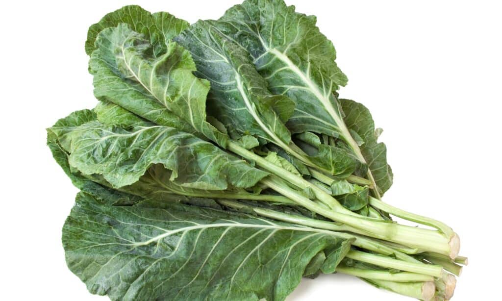 Cime di rapa vs cavolo cappuccio