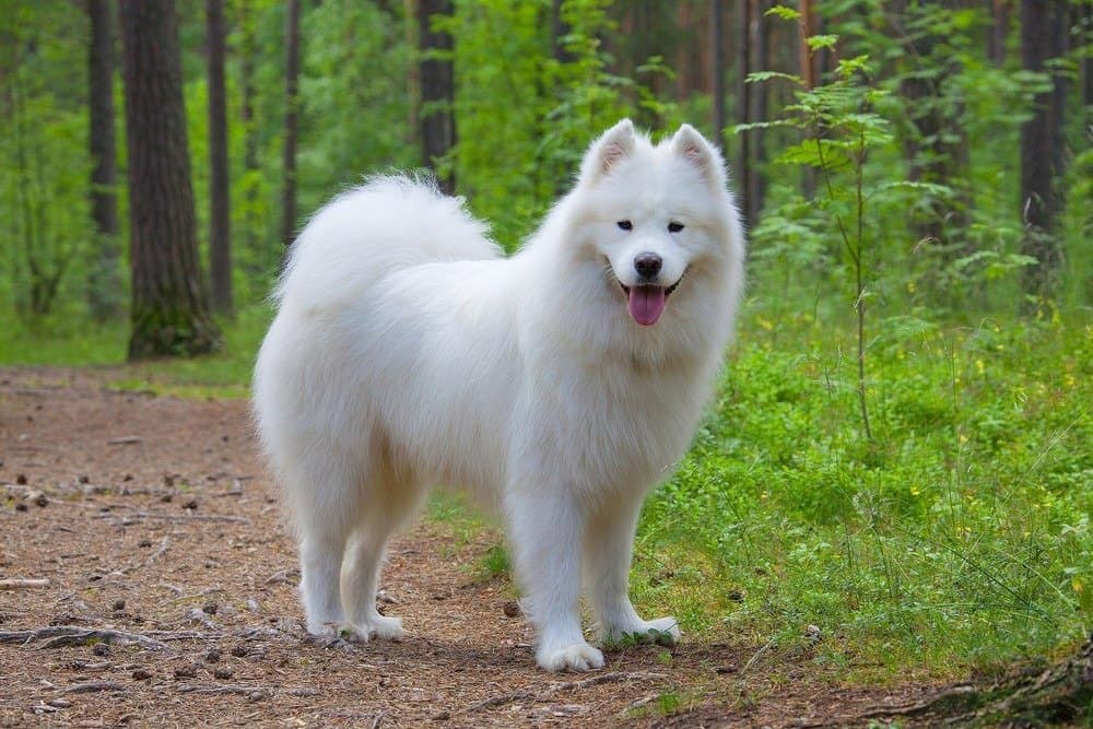 Razze di cani più antiche - Samoiedo