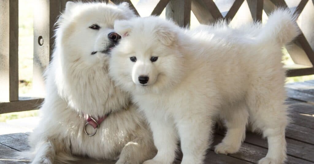 Mamma e cucciolo Samoiedo