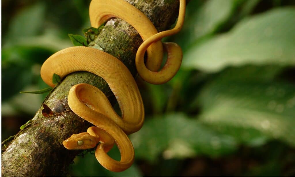 Fase di colore giallo Amazon tree boa sul ramo