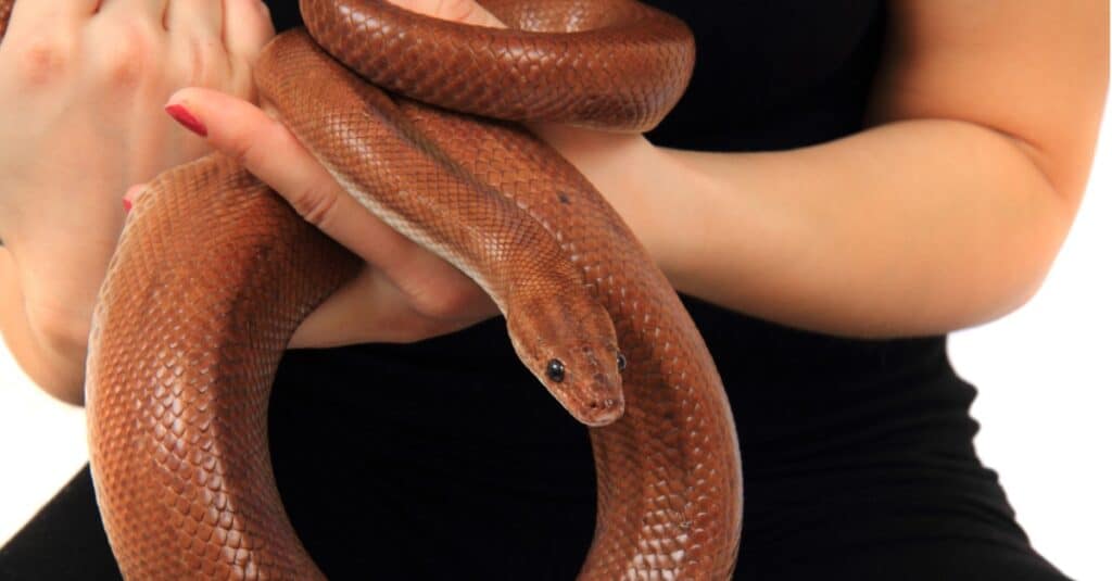 Nomi di serpente: oltre 20 nomi incredibili per il tuo serpente domestico