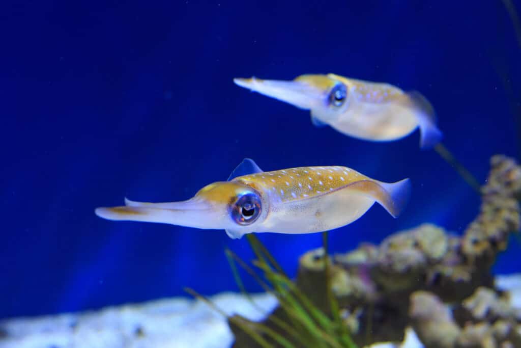 Calamari di barriera corallina 