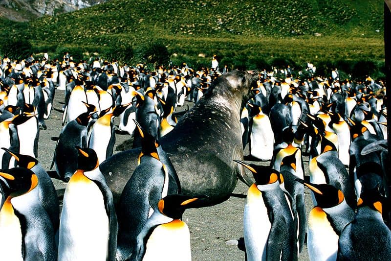 Pinguini reali ed elefante marino del sud all'Isola Georgia del Sud