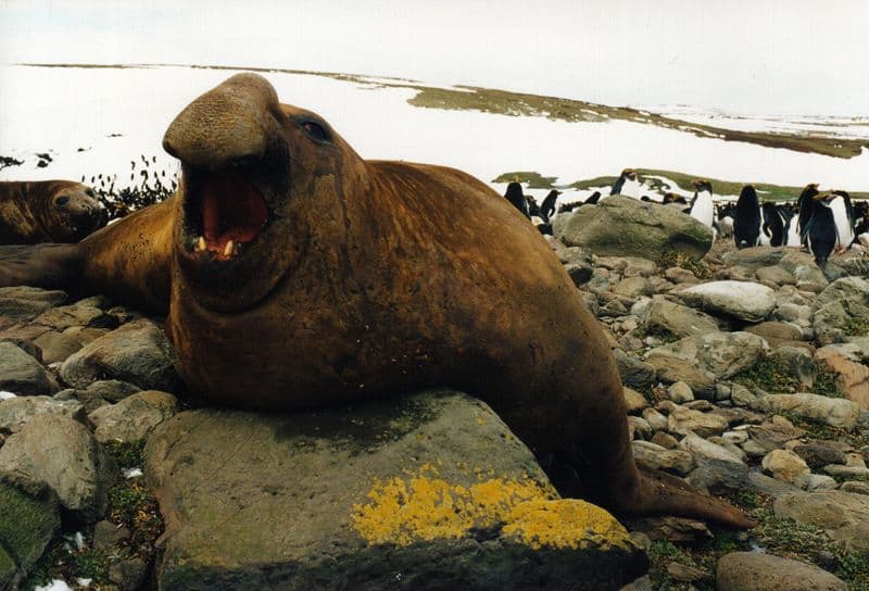Maschio di elefante marino del sud (Mirounga leonina) sulla sponda settentrionale delle Isole Kerguelen