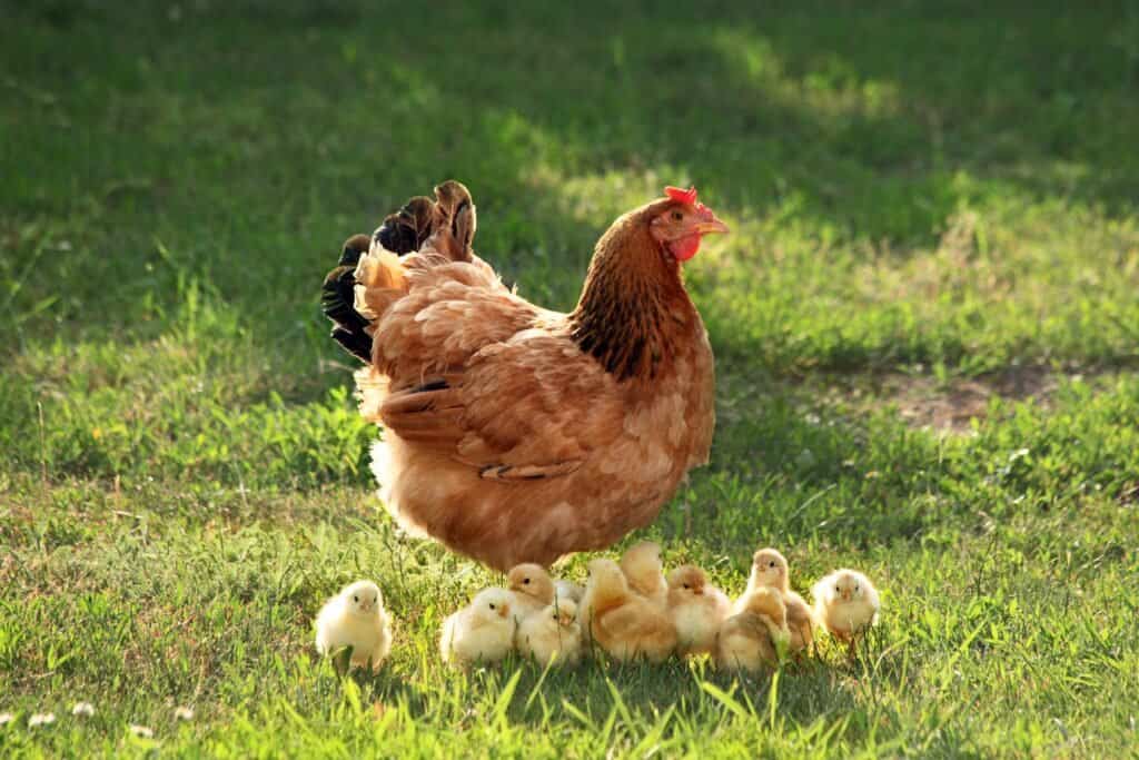 Paura degli animali: Alektorofobia