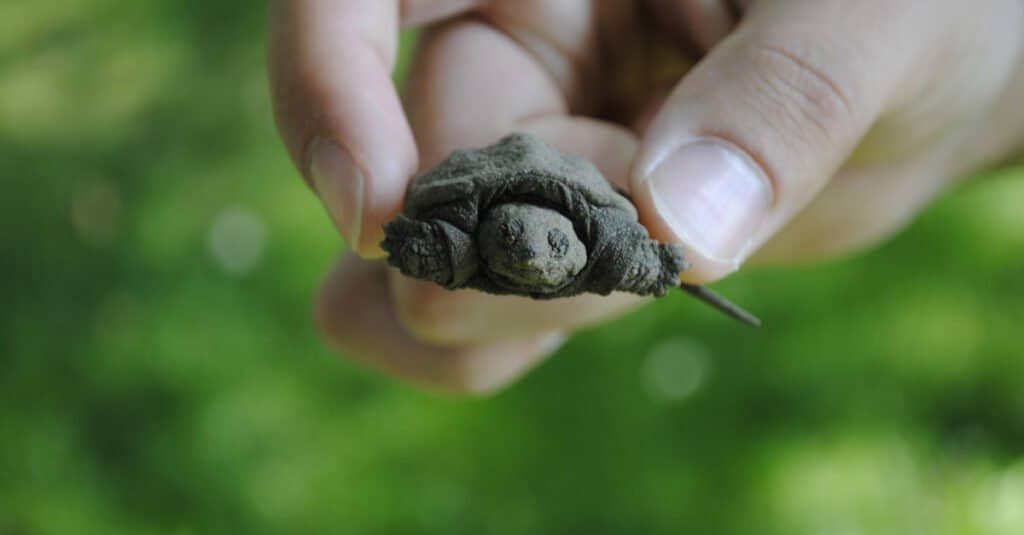 minuscola tartaruga azzannatrice