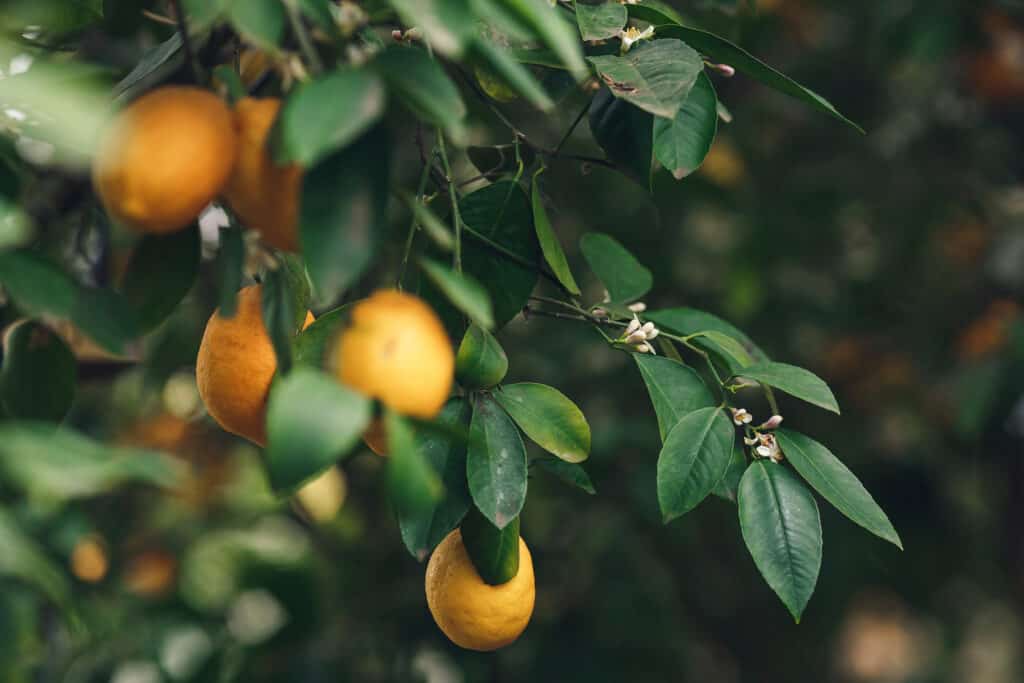 alberi di limoni