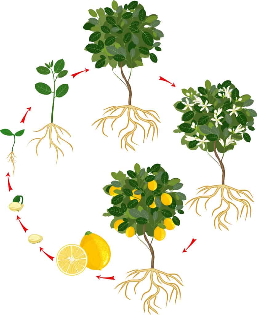 alberi di limoni
