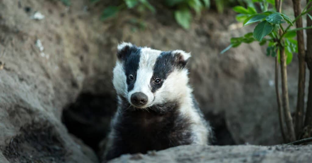 Badger Animal Facts - Un tunnel economico
