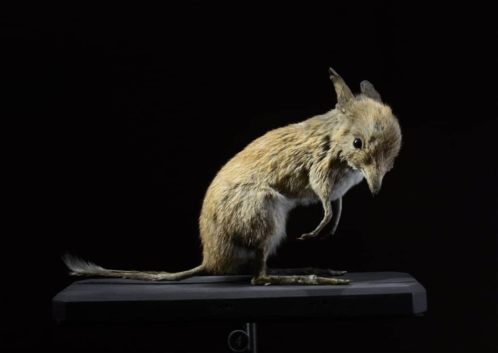 Bandicoot dai piedi di maiale
