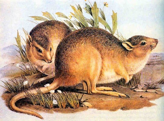 Ratto-canguro del deserto