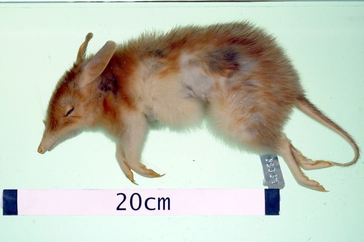Bandicoot del deserto