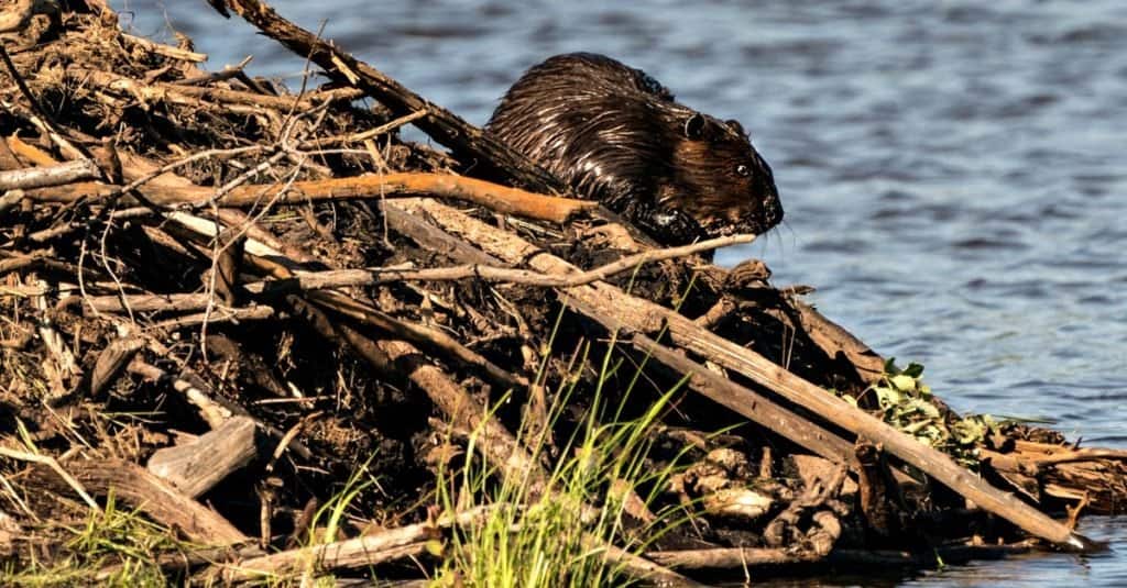 Castoro che costruisce una casetta per castori