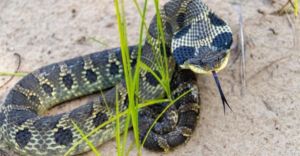 Serpenti che assomigliano a Copperheads-Eastern Hognose Snake