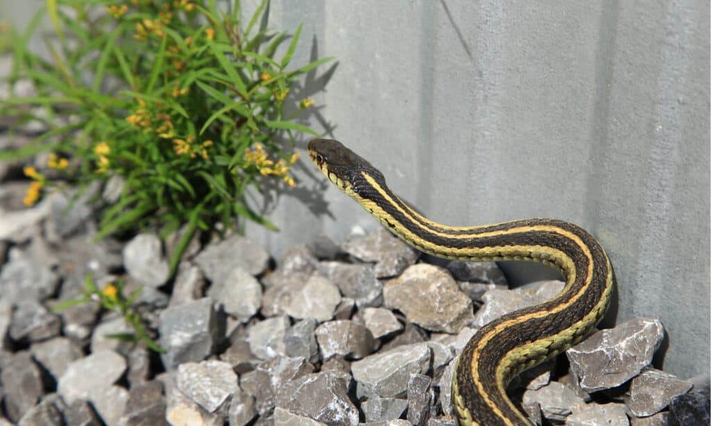 Serpente da giardino o serpente giarrettiera