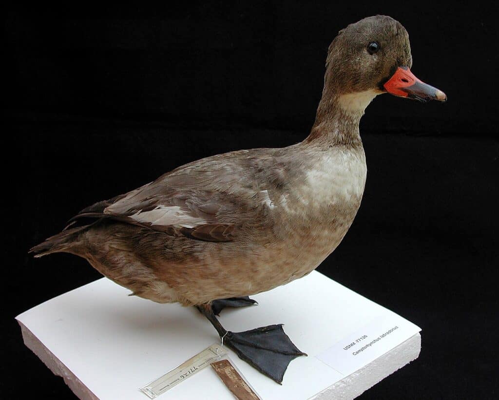 Anatra Labrador