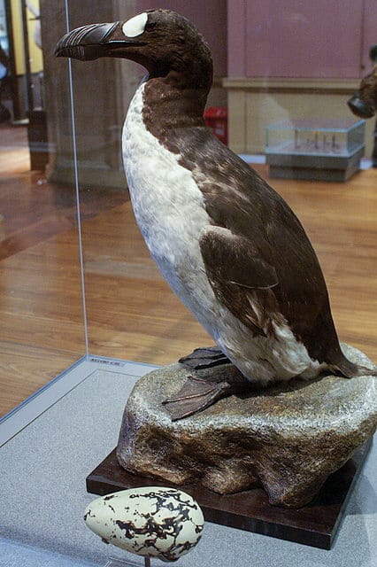 Il Grande Auk 