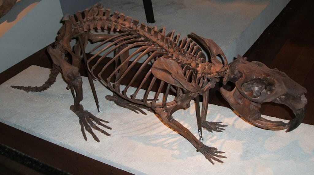 Castore gigante Castoroides
