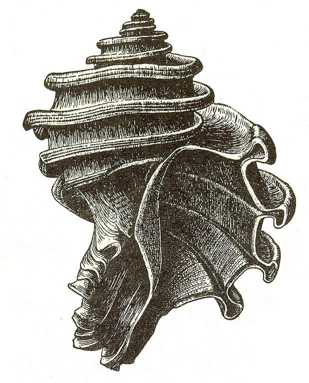 Ecfora