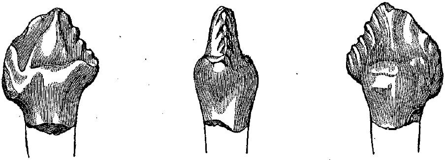 Priconodonte