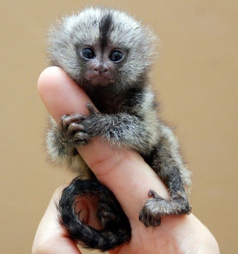 Smallest Animals: Monkeys BAD TITLE IL TITOLO DELLA PAGINA RICHIESTA È VUOTO O CONTIENE SOLO IL NOME DI UN NAMESPACE.