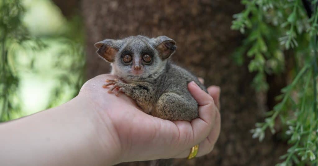 I piccoli di Bush, chiamati anche galagos, sono piccoli primati dagli occhi piattini che trascorrono la maggior parte della loro vita sugli alberi.  Sono note almeno 20 specie di galago.