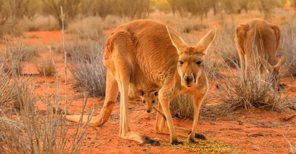 Sono Mammiferi Marsupiali