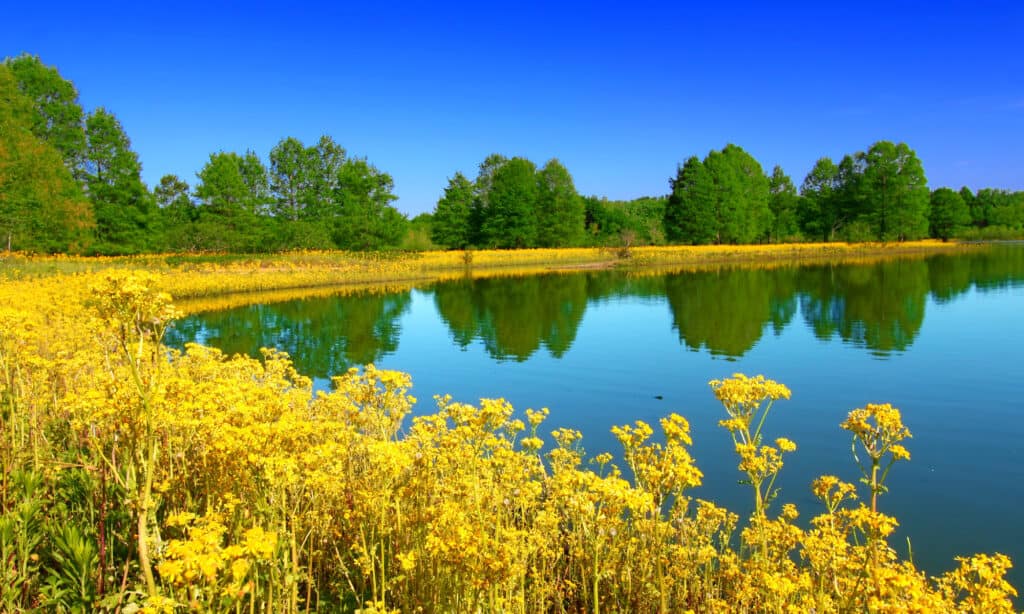 Carlyle Lago Illinois