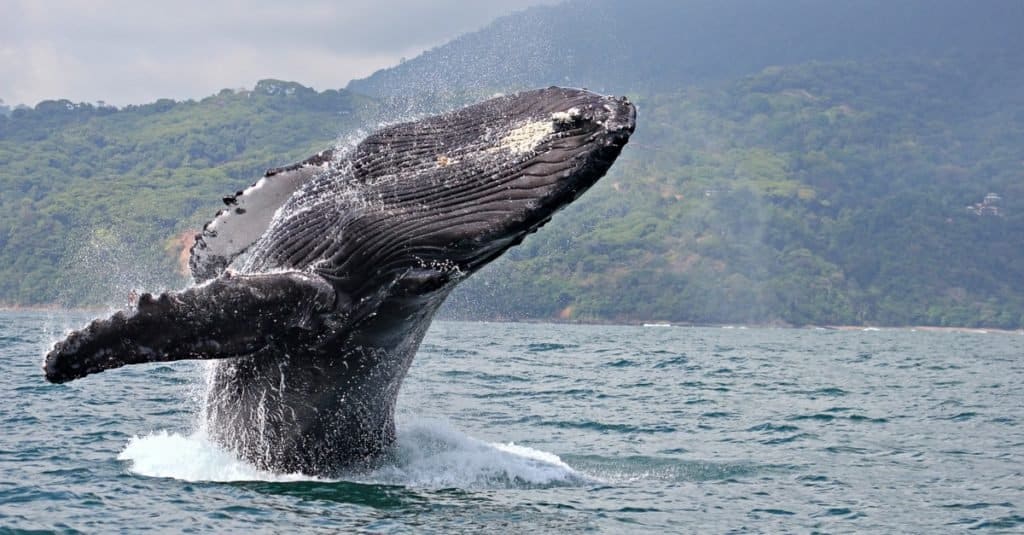 Animali più pesanti: balene