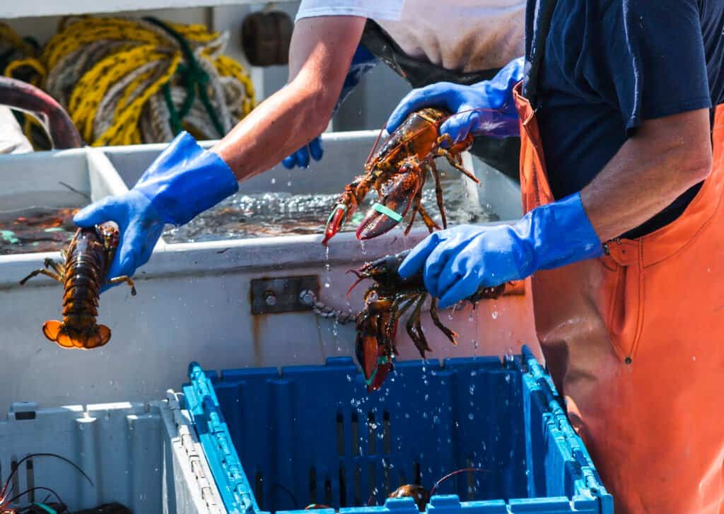Principale pesca dell'aragosta