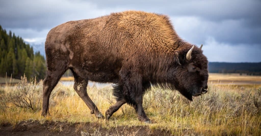 Il più grande animale terrestre del Nord America: il bisonte americano che cammina e cerca cibo nel Parco Nazionale di Yellowstone, Wyoming, USA.