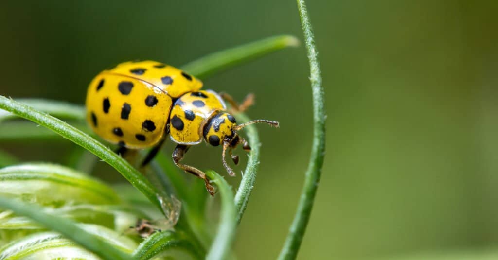 Yellow Animal - Coccinella a 22 punti