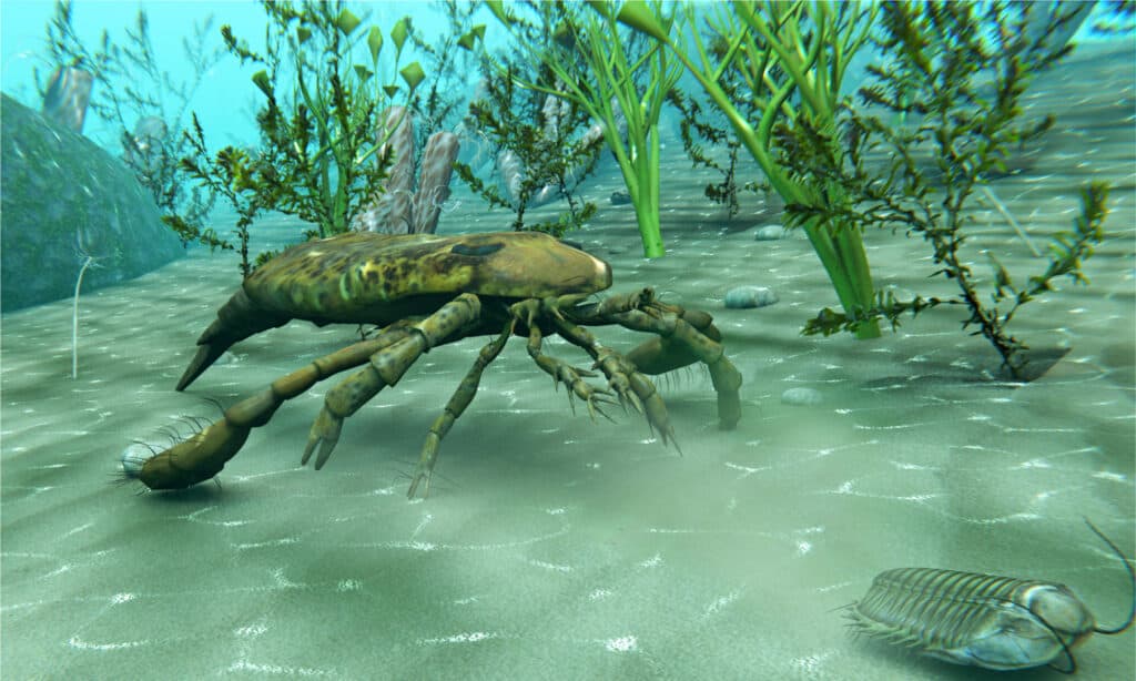 Eurypterus (Scorpione di mare)