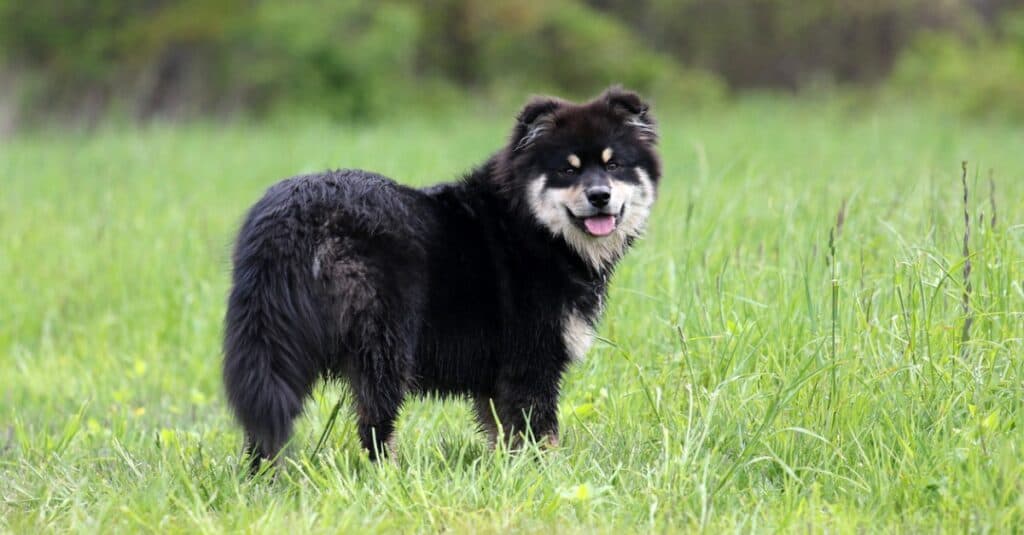Lapphund finlandese in campo, di fronte alla telecamera