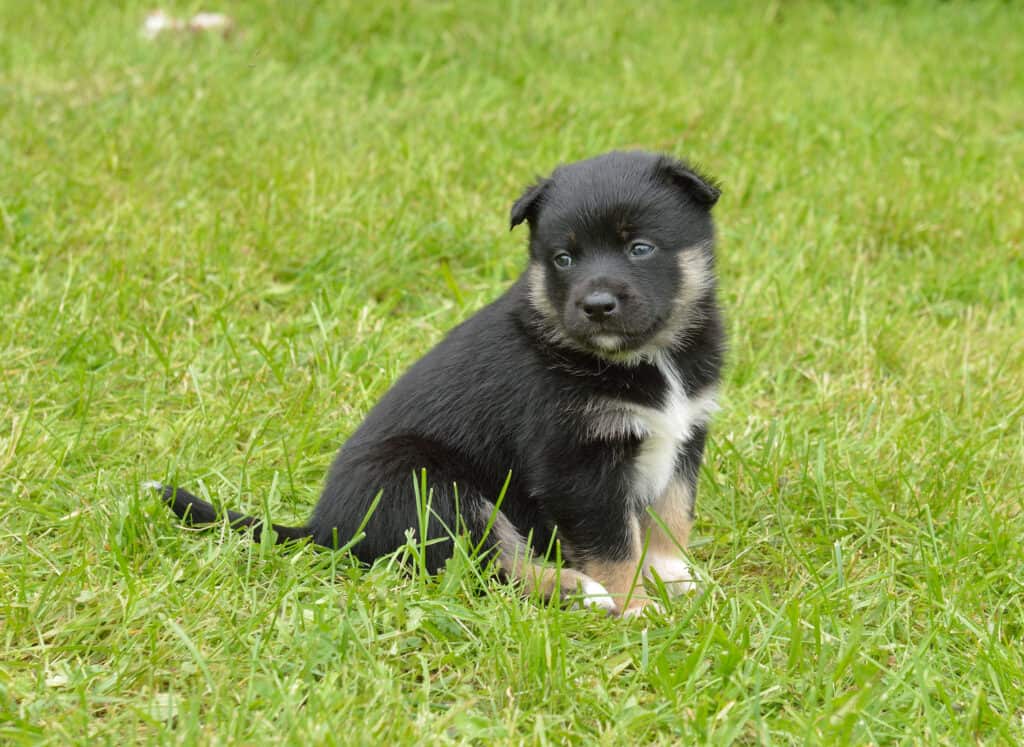 Cucciolo di Lapphund finlandese