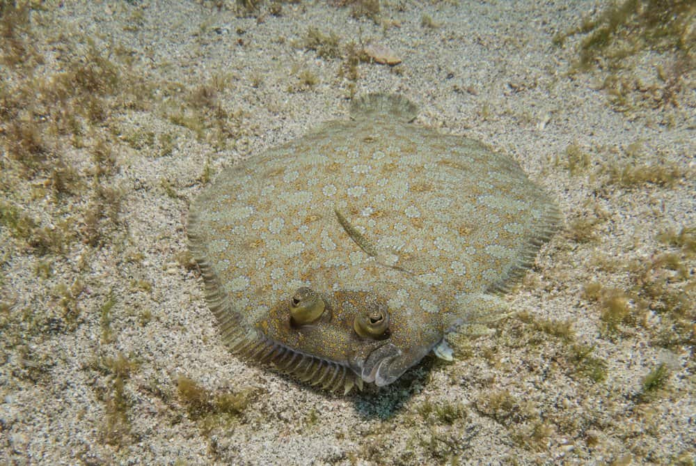 Una passera sdraiata sul fondale sabbioso dell'oceano.