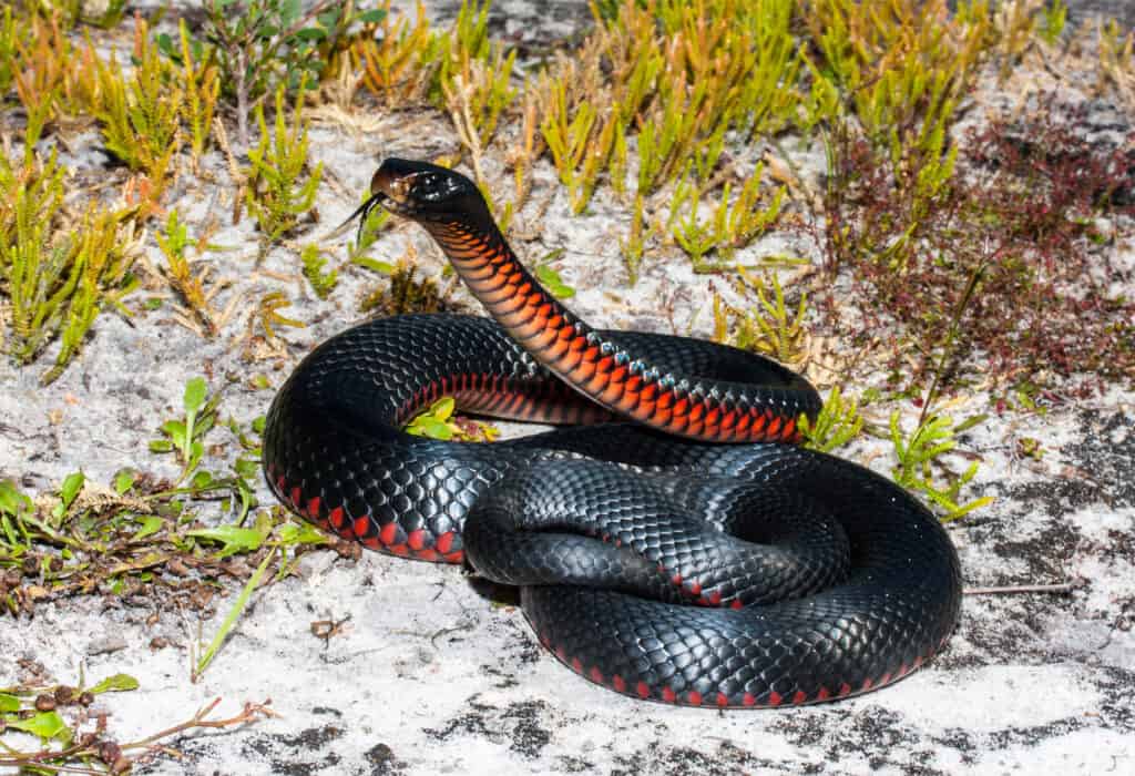 Un serpente nero dal ventre rosso arrotolato fa schioccare la lingua