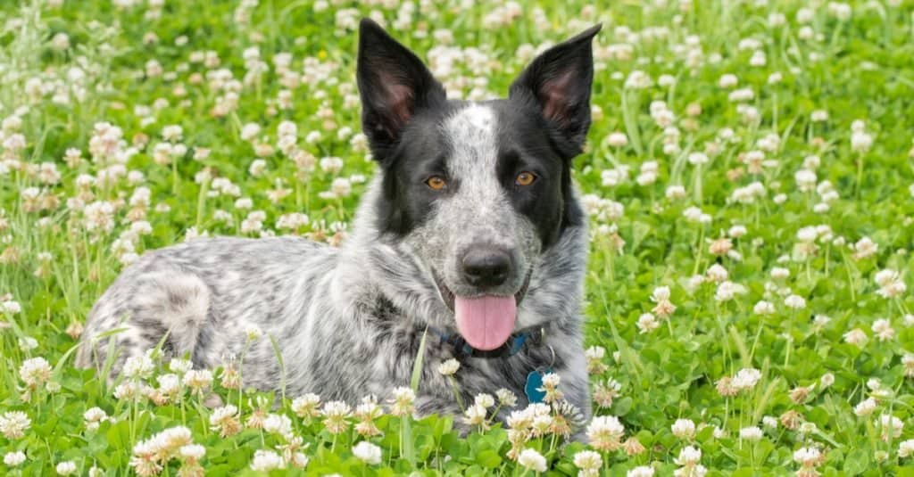 Cane bianco e nero del Texas Heeler che giace in una zona soleggiata di trifoglio.