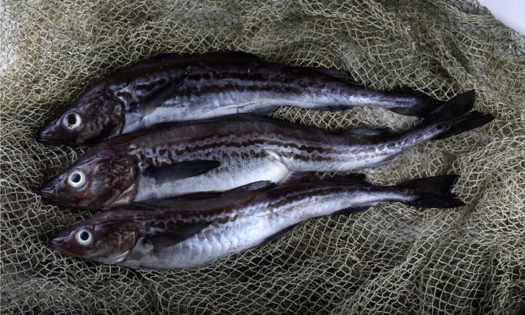 Merluzzo dell'Alaska