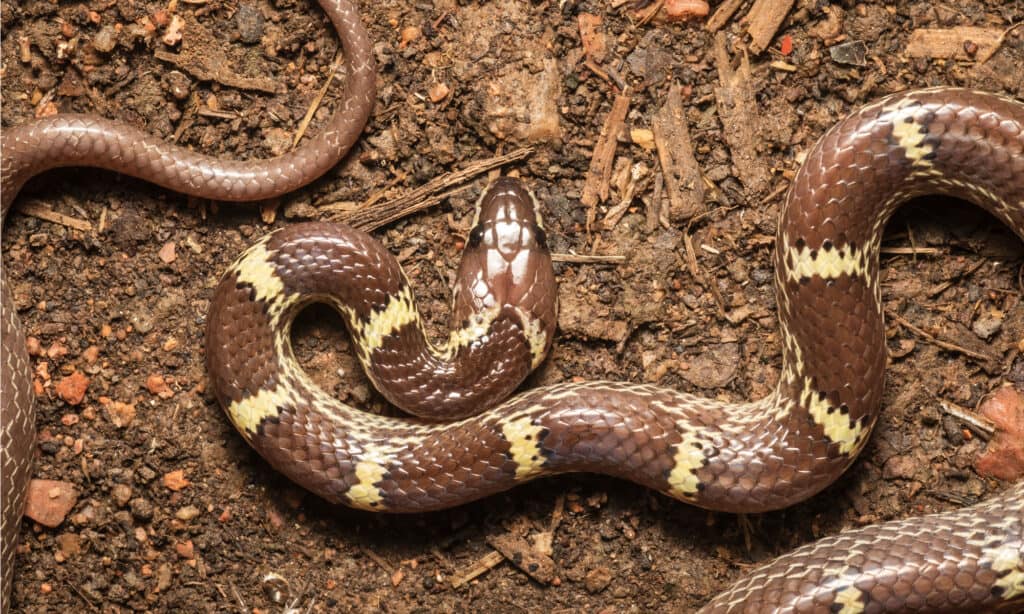 Serpente lupo indiano